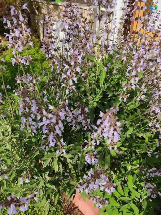 Adaçayı (Salvia roscida): Anadolu'nun Tertemiz Kokusu — inline image