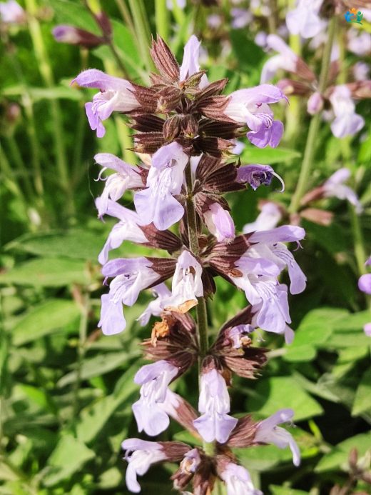 Adaçayı (Salvia roscida): Anadolu'nun Tertemiz Kokusu — inline image
