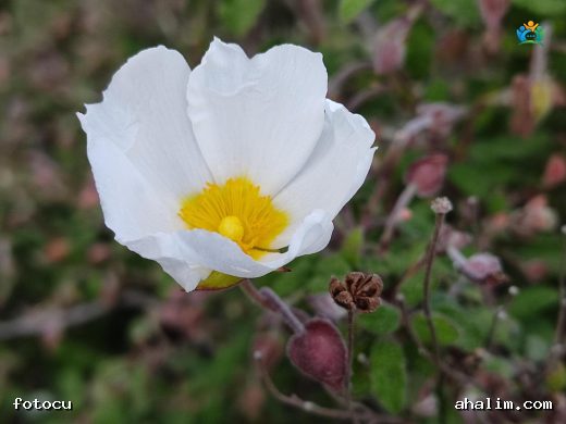 Adaçayı yapraklı laden (Cistus salviifolius L.) — cover