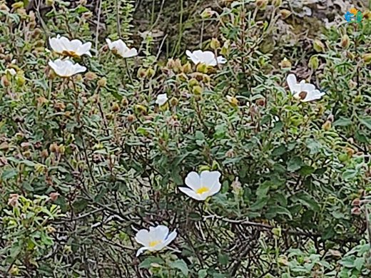 Adaçayı yapraklı laden (Cistus salviifolius L.) — inline image