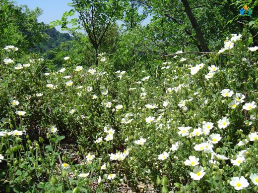 Adaçayı yapraklı laden (Cistus salviifolius L.) — inline image