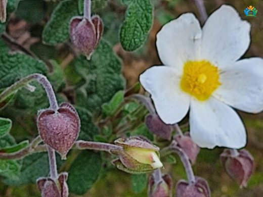 Adaçayı yapraklı laden (Cistus salviifolius L.) — inline image