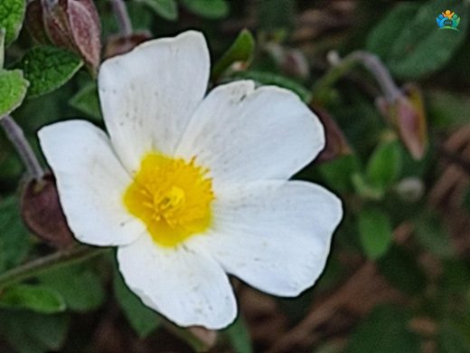 Adaçayı yapraklı laden (Cistus salviifolius L.) — inline image