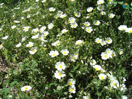 Adaçayı yapraklı laden (Cistus salviifolius L.) — inline image