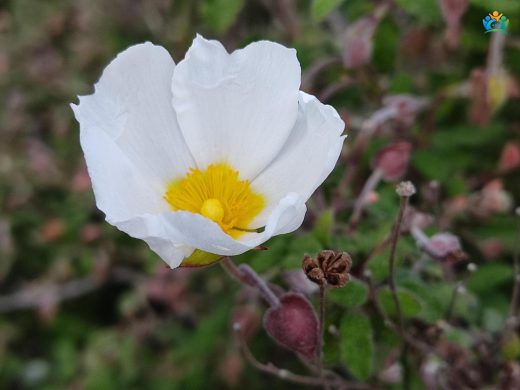 Adaçayı yapraklı laden (Cistus salviifolius L.) — inline image