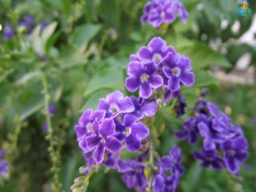 Ağaç Menekşesi (Duranta Repens): Bahçelerin Mavi Müzik Kutusu — inline image