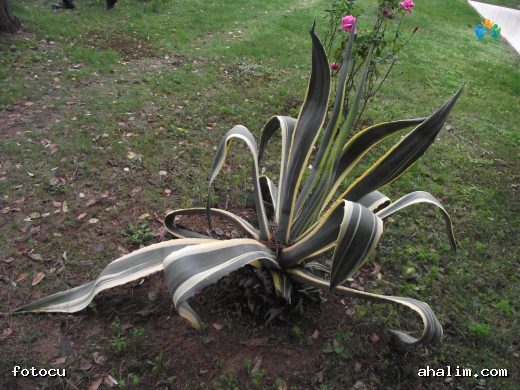Agave Americana (Sabır Çiçeği): Çölün Kraliçesi — cover
