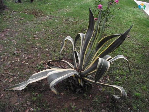 Agave Americana (Sabır Çiçeği): Çölün Kraliçesi — inline image