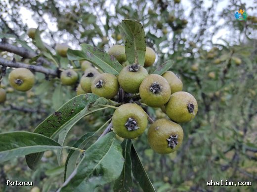 Ahlat (Pyrus Elaeagrifolia L.) Hakkında Detaylı Yazı — cover