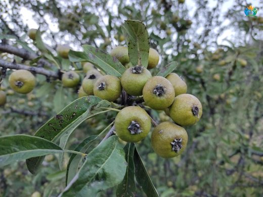 Ahlat (Pyrus Elaeagrifolia L.) Hakkında Detaylı Yazı — inline image