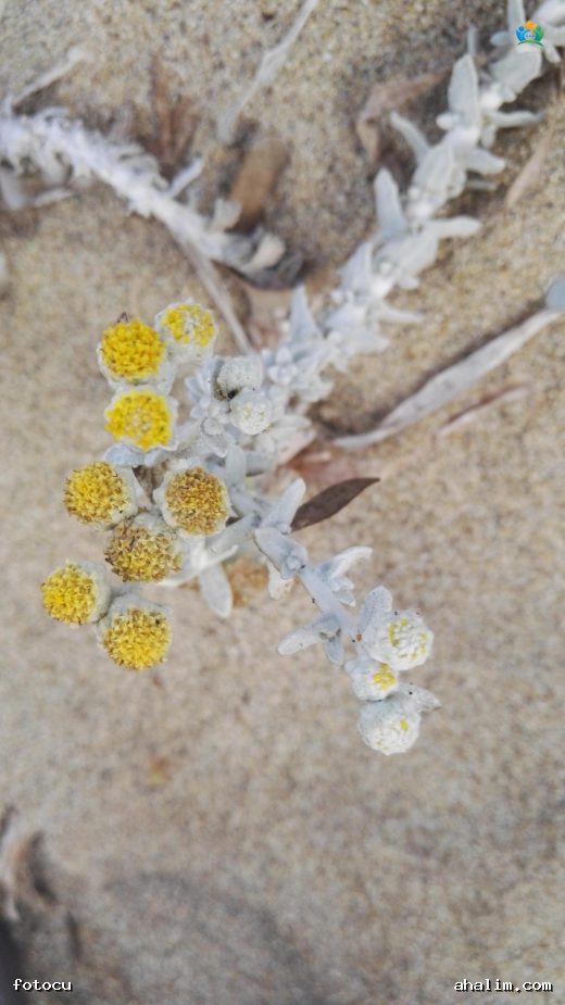 Akdeniz'in İncisi: Akıllıca Deniz Sütleğeni (Achillea maritima) — cover