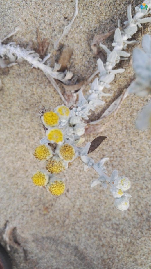 Akdeniz'in İncisi: Akıllıca Deniz Sütleğeni (Achillea maritima) — inline image