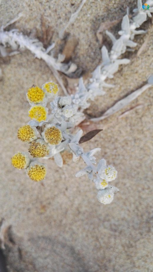 Akdeniz'in İncisi: Akıllıca Deniz Sütleğeni (Achillea maritima) — inline image