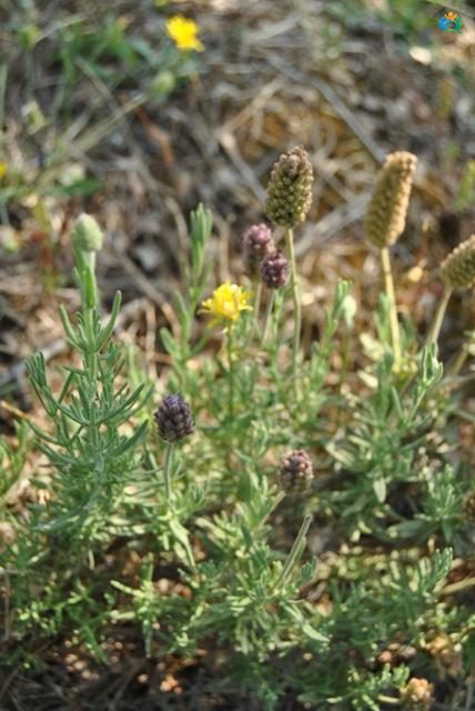 Akdeniz'in Mor Esintisi: Karabaş Otu (Lavandula stoechas) — inline image