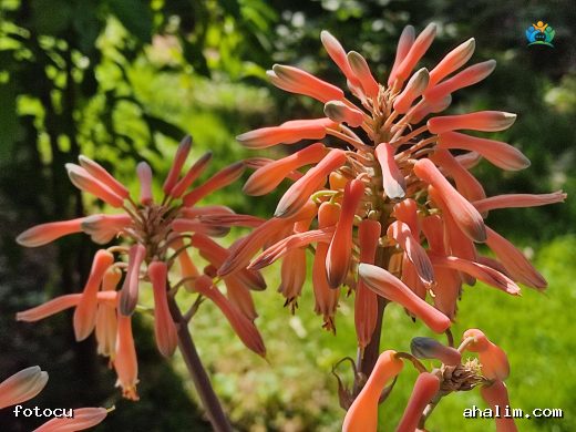 Aloe aristata: Şifalı ve Görsel Şölen Sunan Bir Bitki — cover
