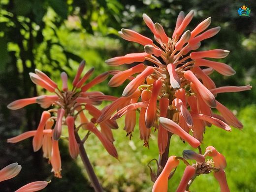 Aloe aristata: Şifalı ve Görsel Şölen Sunan Bir Bitki — inline image