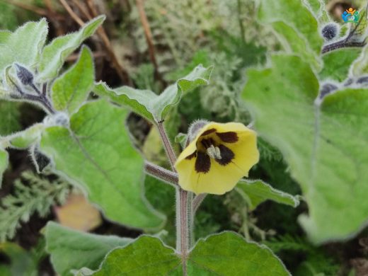 Altın Çilek (Physalis peruviana): Doğadan Sofralarımıza Uzanan Lezzet — inline image