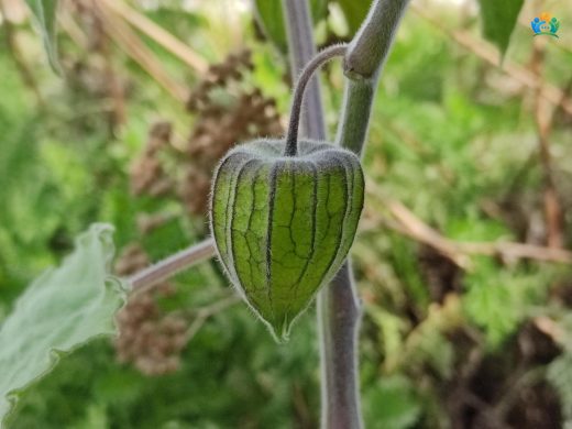 Altın Çilek (Physalis peruviana): Doğadan Sofralarımıza Uzanan Lezzet — inline image