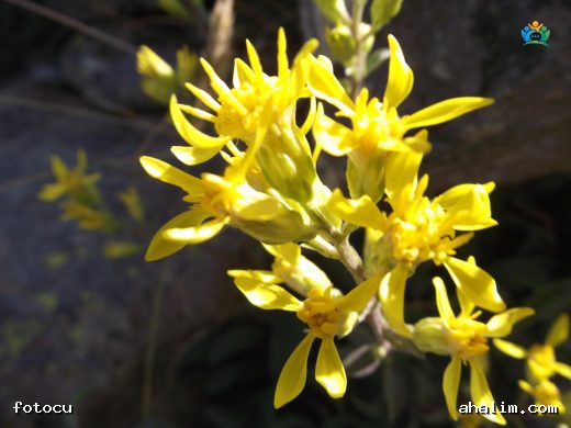 Altınbaşak (Solidago virgaurea L.): Doğadan Bir Şifa Kaynağı — cover