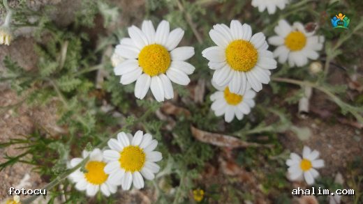 Anadolu'nun Beyaz İncelikleri: Kel Papatya (Anthemis cretica subsp. cassia) — cover