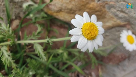 Anadolu'nun Beyaz İncelikleri: Kel Papatya (Anthemis cretica subsp. cassia) — inline image