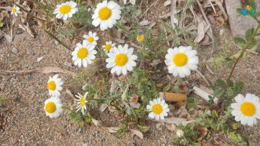 Anadolu'nun Beyaz İncelikleri: Kel Papatya (Anthemis cretica subsp. cassia) — inline image
