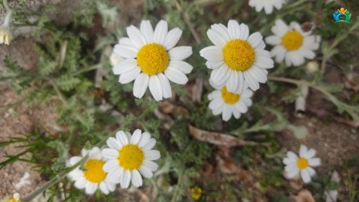 Anadolu'nun Beyaz İncelikleri: Kel Papatya (Anthemis cretica subsp. cassia) — inline image
