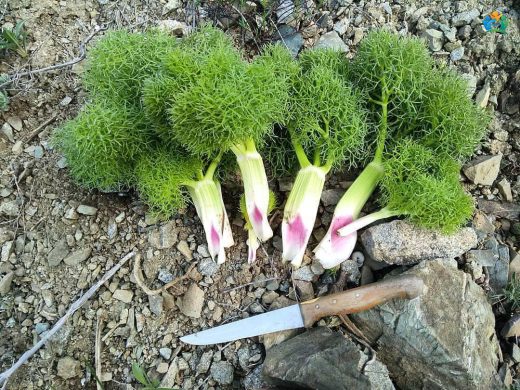 Anadolu'nun Heybetli Devi: Çakşır Otu (Ferula communis) — inline image