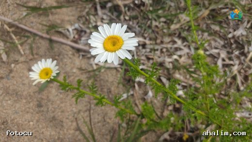 Anadolu'nun Sarı Güneşi: Hozan Çiçeği (Anthemis cotula) — cover