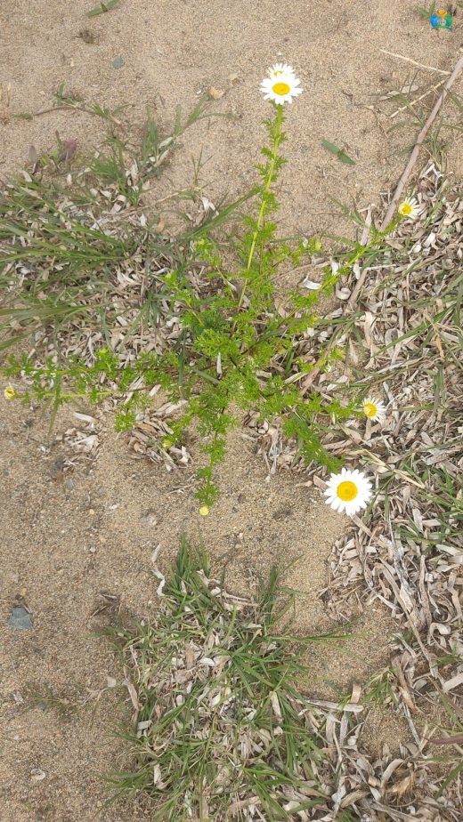 Anadolu'nun Sarı Güneşi: Hozan Çiçeği (Anthemis cotula) — inline image