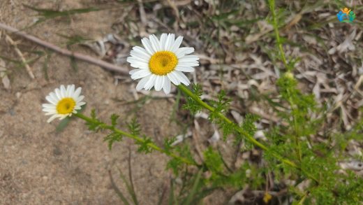 Anadolu'nun Sarı Güneşi: Hozan Çiçeği (Anthemis cotula) — inline image