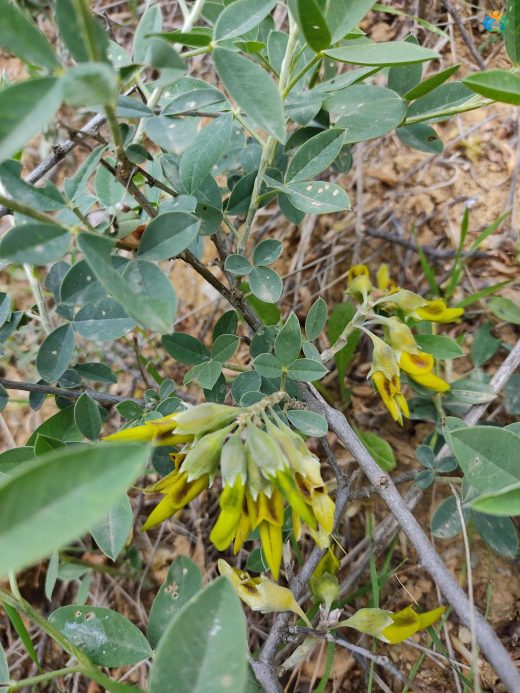 Anagyris foetida L. Hakkında Ayrıntılı İnceleme — inline image