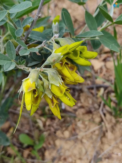 Anagyris foetida L. Hakkında Ayrıntılı İnceleme — inline image