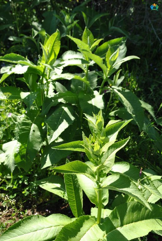 Andız Otu (Inula helenium): Doğal Şifa ve Lezzet Kaynağı — inline image