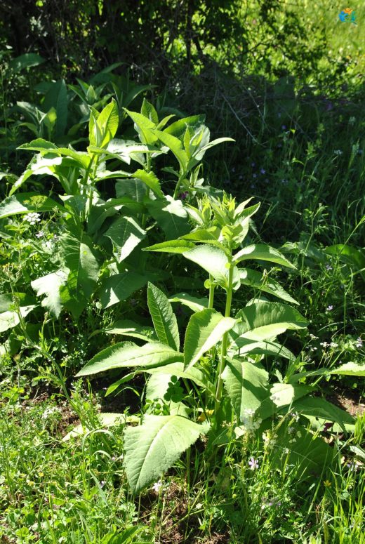 Andız Otu (Inula helenium): Doğal Şifa ve Lezzet Kaynağı — inline image