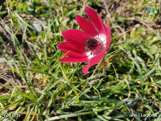 Anemone coronaria L. — cover