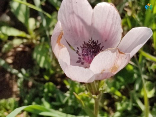 Anemone coronaria L. — inline image
