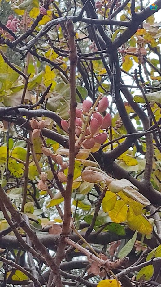 Antep Fıstığı (Pistacia vera) Hakkında Her Şey — inline image