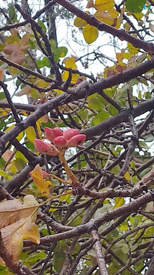 Antep Fıstığı (Pistacia vera) Hakkında Her Şey — inline image