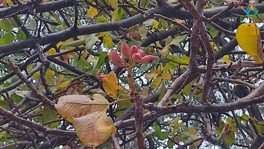 Antep Fıstığı (Pistacia vera) Hakkında Her Şey — inline image