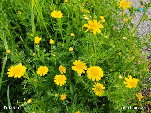 Anthemis marschalliana spp.: Filigran Papağanotu — cover