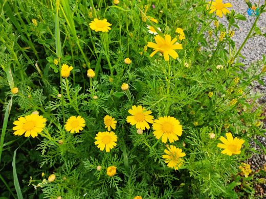 Anthemis marschalliana spp.: Filigran Papağanotu — inline image