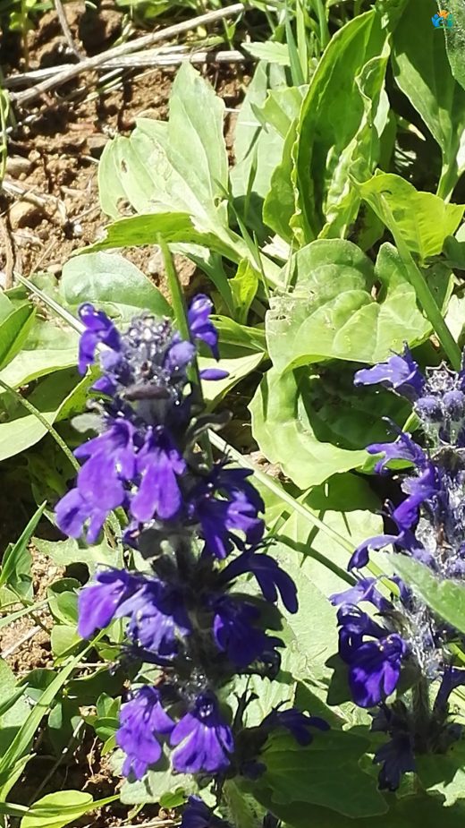 Ardanuc'un Mavi Gözdesi: Çayırmayasılı (Ajuga genevensis) — inline image