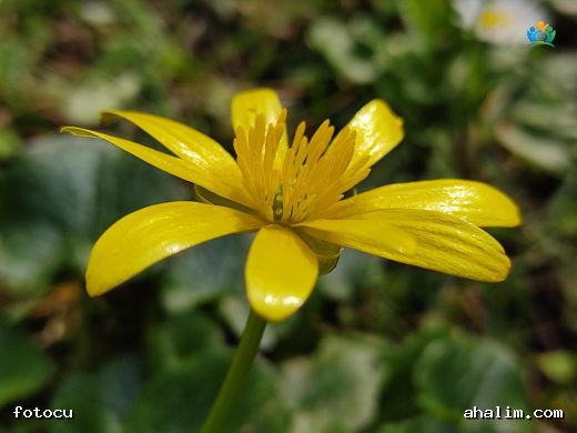 Arpacık Salebi (Ficaria verna) — cover
