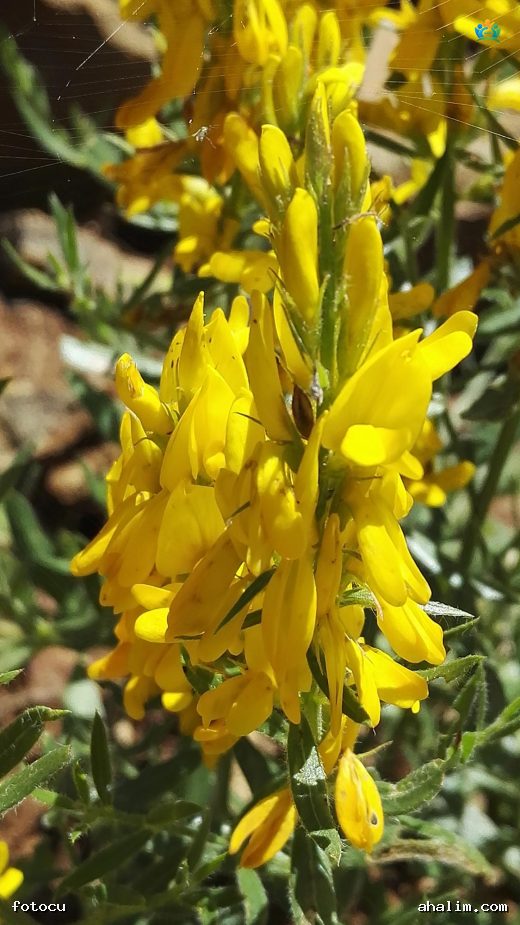Artvin'in Altın Sarısı: Boyacı Katırtırnağı (Genista tinctoria) — cover