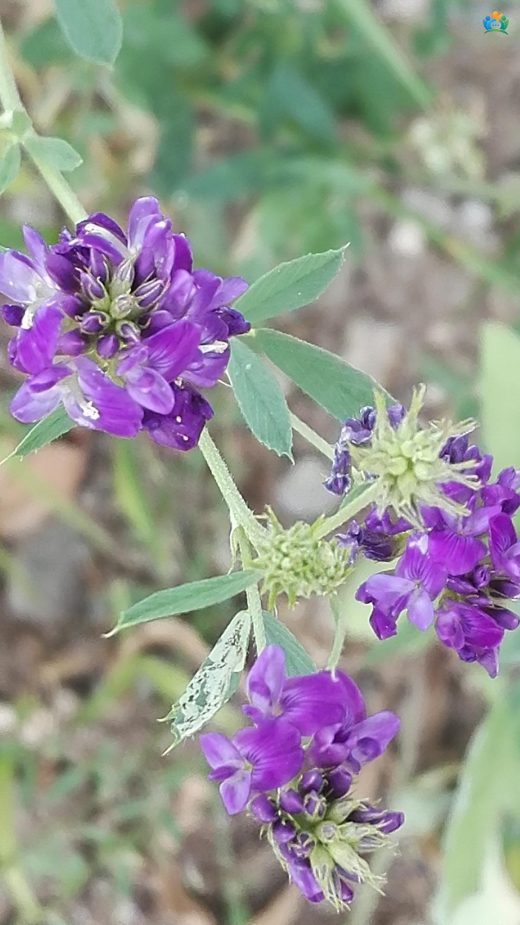 Artvin'in Gizemli Kokusu: Katran Yoncası (Bituminaria bituminosa) — inline image