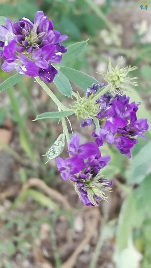 Artvin'in Gizemli Kokusu: Katran Yoncası (Bituminaria bituminosa) — inline image
