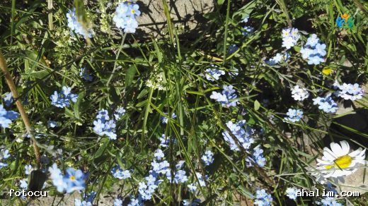 Artvin'in Gözyaşı: Alp Unutma Beni Çiçeği (Myosotis alpestris) — cover