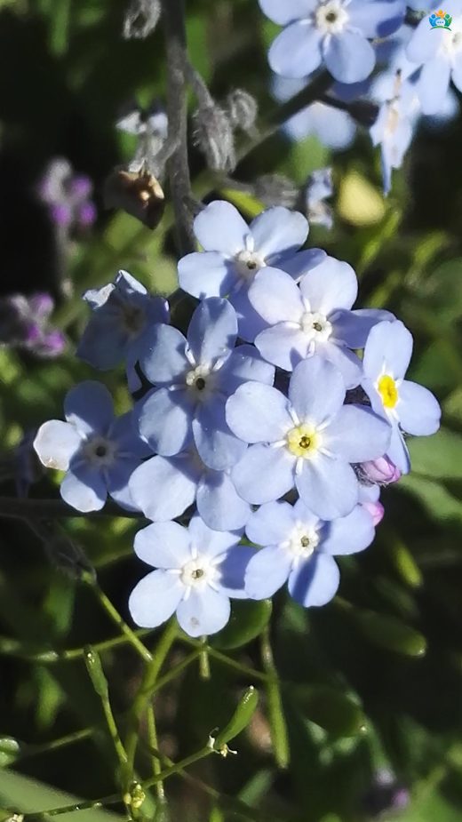 Artvin'in Gözyaşı: Alp Unutma Beni Çiçeği (Myosotis alpestris) — inline image