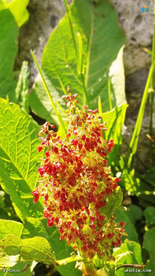 Artvin'in Yükseklerinde Bir Heybet: Alp Kuzukulağı (Rumex alpinus) — cover
